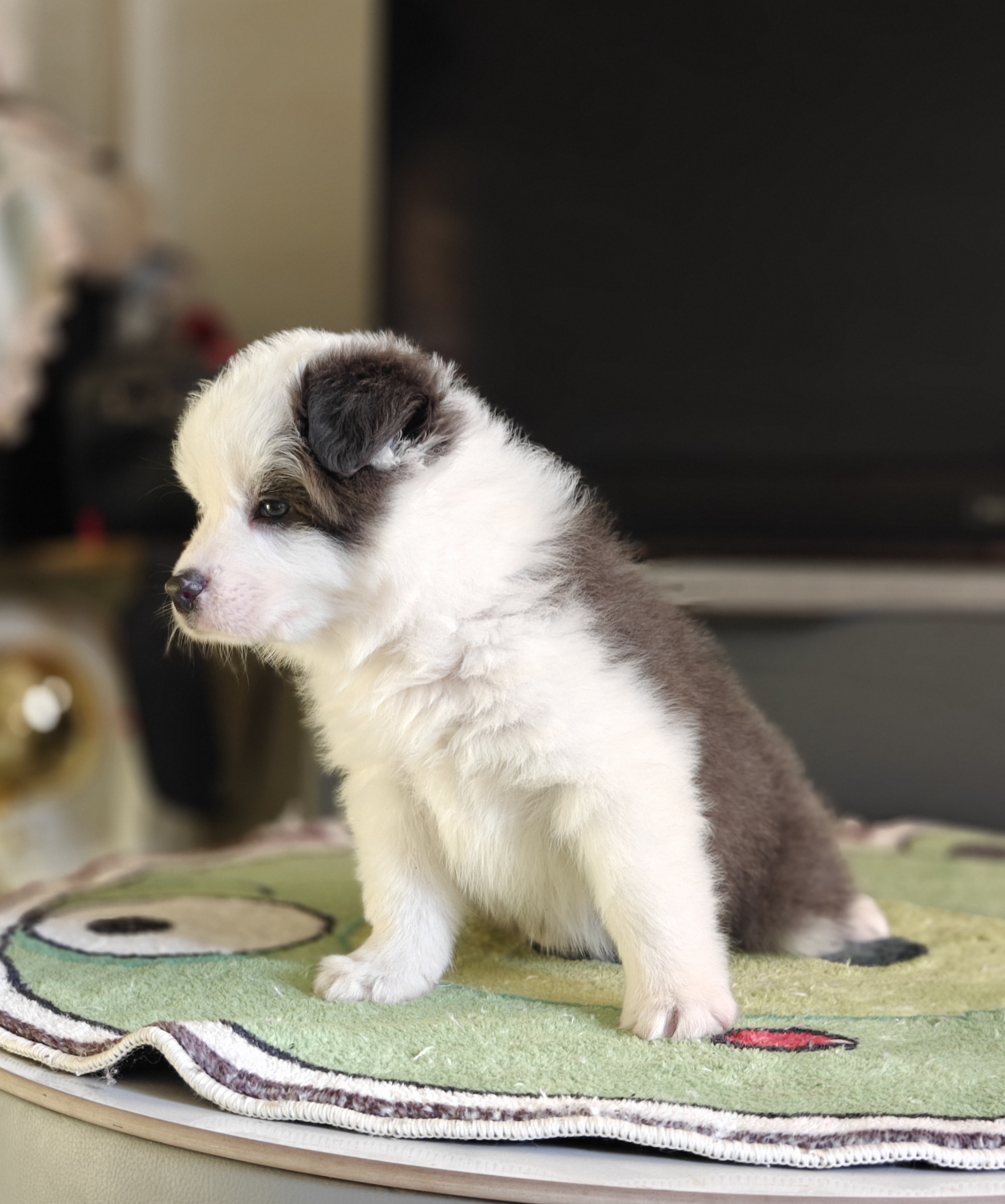 纯种高品质大骨量大毛量蓝白弟弟